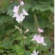 Sidalcea 'Rosaly'