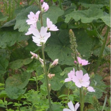 Sidalcea 'Rosaly'