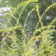 Solidago rugosa 'Fireworks'