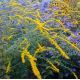 Solidago rugosa 'Fireworks'