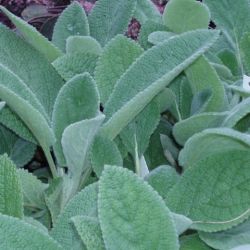 Stachys byzantina 'Big Ears'