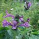 Stachys macrantha 'Superba'