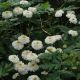 Tanacetum parthenium 'Flore Pleno'