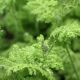 Tanacetum parthenium 'Golden Moss'