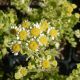 Tanacetum parthenium 'Golden Moss'