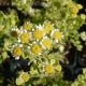 Tanacetum parthenium 'Golden Moss'