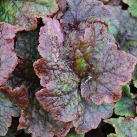 Tellima grandiflora 'Purpurea'