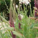 Teucrium hyrcanicum