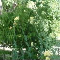 Thalictrum flavum ssp glaucum