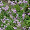 Thalictrum 'Ankum'