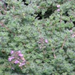 Thymus praecox ssp pseudolanuginosus