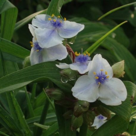 Tradescantia x andersoniana 'Osprey'