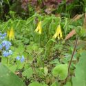 Uvularia grandiflora