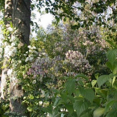 Thalictrum 'Elin'