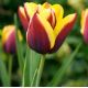 Tulipa 'Gavota'