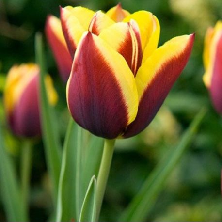 Tulipa 'Gavota'