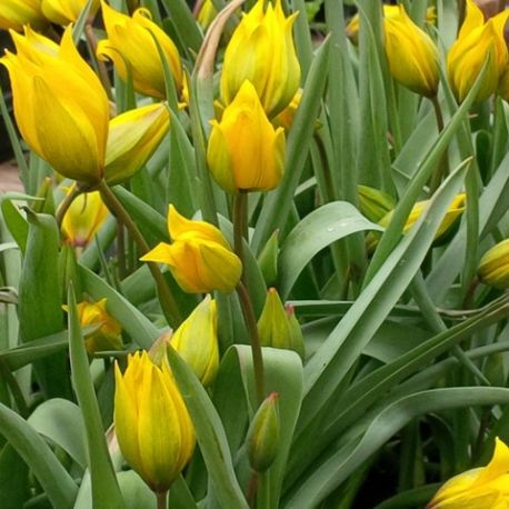 Tulipa sylvestris