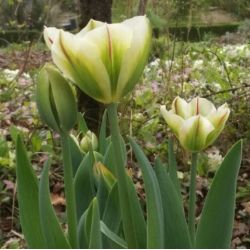 Tulipa viridiflora 'Flaming Spring Green'