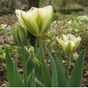 Tulipa viridiflora 'Flaming Spring Green'