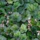 Tellima grandiflora 'Moorblut'