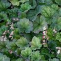 Tellima grandiflora 'Moorblut'