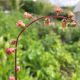 Tellima grandiflora 'Moorblut'