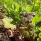 Tellima grandiflora 'Moorblut'