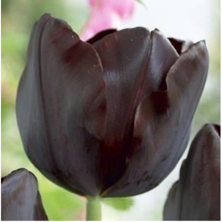Tulipa ' Black Beauty'