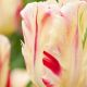 Tulipa viridiflora 'Flaming Art'