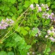 Cardamine raphanifolia