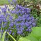 Veronica austriaca teucrium 'Kapitän'