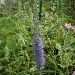 Veronica longifolia 'Blue Charm'