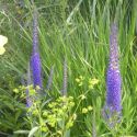 Veronica sachalinensis 'Hendersonii'