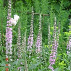 Veronica 'Pink Damask'