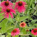 Echinacea 'Red Effect'