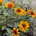 Heliopsis helianthoides var. scabra 'Funky Spinner'