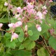 Begonia grandis evansiana