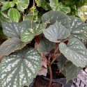 Begonia grandis ssp evansiana 'Bells and Whistles'