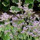 Limonium latifolium 'Robert Butler'