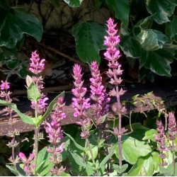 Salvia x sylvestris 'Pink Caradonna'