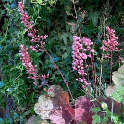 Heuchera 'Pink pearl'