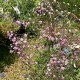 Gypsophila paniculata 'Maytime'