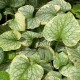 Brunnera macrophylla 'King's Ransom'®