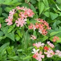 Lychnis chalcedonica 'Carnea'