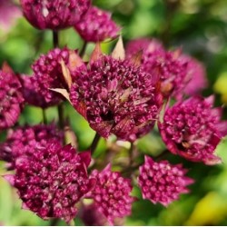 Astrantia 'Purple Happiness'