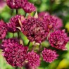 Astrantia 'Purple Happiness'