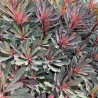 Euphorbia 'Miners Merlot'