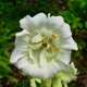 Digitalis purpurea 'Monstrosa alba'