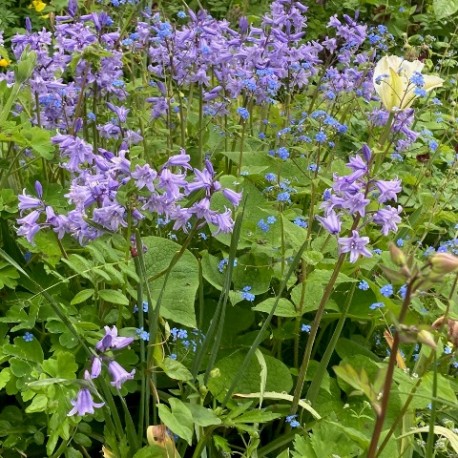 Hyacinthoides non scripta