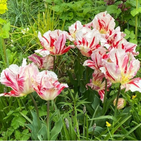 Tulipa viridiflora 'Flaming Art'
